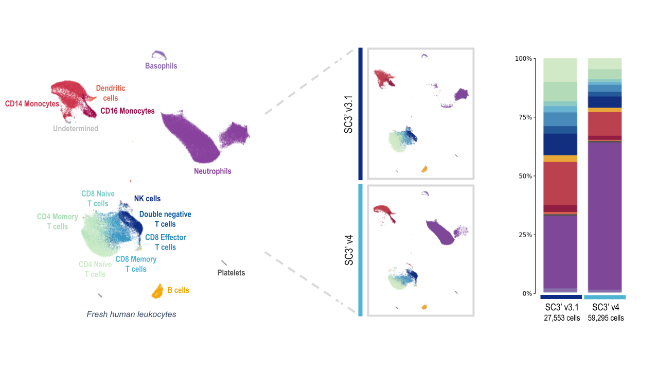 Figure 10. GEM-X Single Cell Gene Expression v4 (SC3’ v4) improves detection of challenging cell types, including neutrophils. Freshly isolated leukocytes were loaded separately onto a Next GEM Chip G (n= 8 channels for a total of 27,553 cells) and a GEM-X 3' chip (n= 8 channels for a total of 59,295 cells) and were processed on a Chromium X instrument followed by library preparation, sequencing, and data analysis. (Leukocytes were maintained at room temperature post preparation as placing them on ice may result in granulocyte lysis.)The aggregated UMAP plot on the left highlights the major cell-type populations in this fresh human leukocyte sample, including neutrophils (the large purple cluster).
