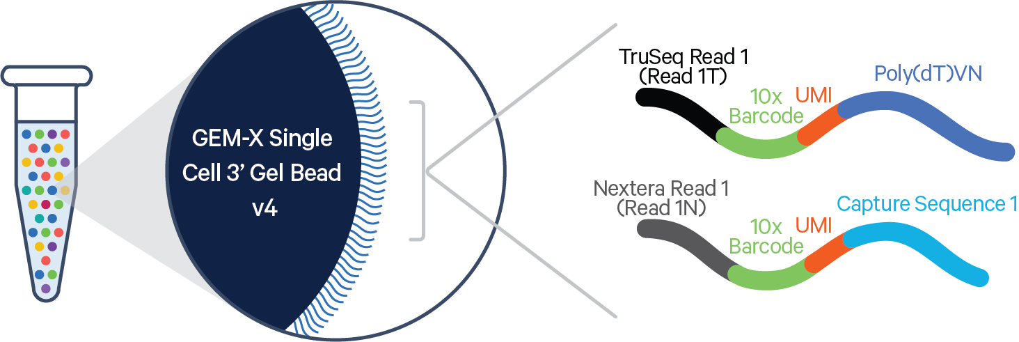 Figure 2. Schematic diagram of a GEM-X Single Cell 3’ Gel Bead. Every Gel Bead is coated with oligos containing an Illumina TruSeq Read 1 (read 1 sequencing primer, Read 1T), 16 nt 10x Barcode, 12 nt unique molecular identifier (UMI), and 30 nt poly(dT)VN.